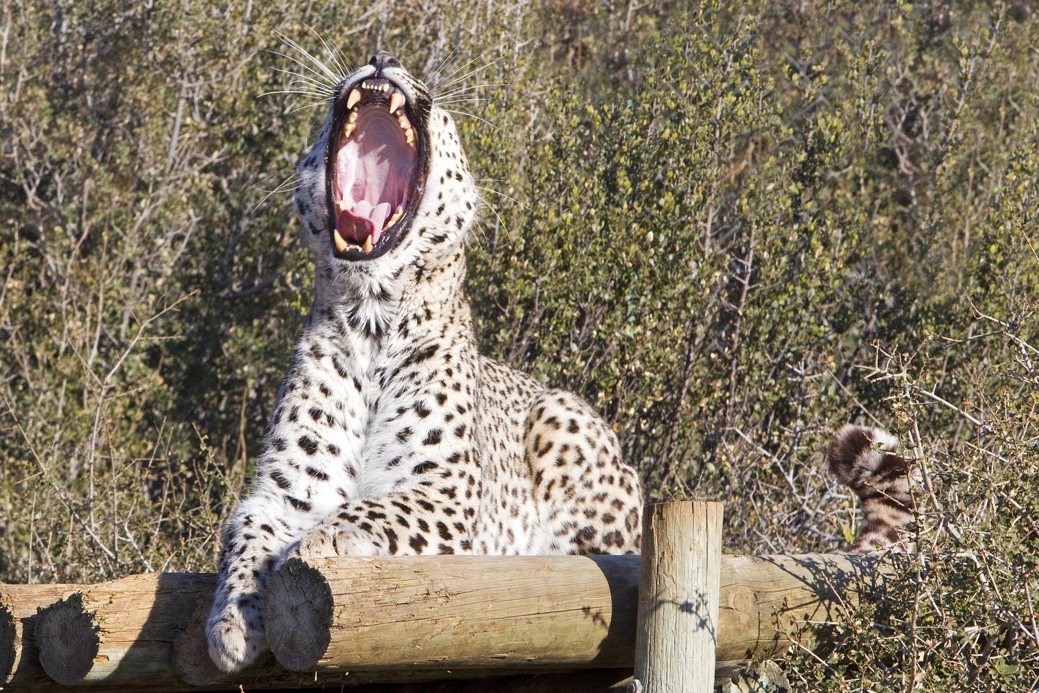 &nbsp;Leopardo persiano
