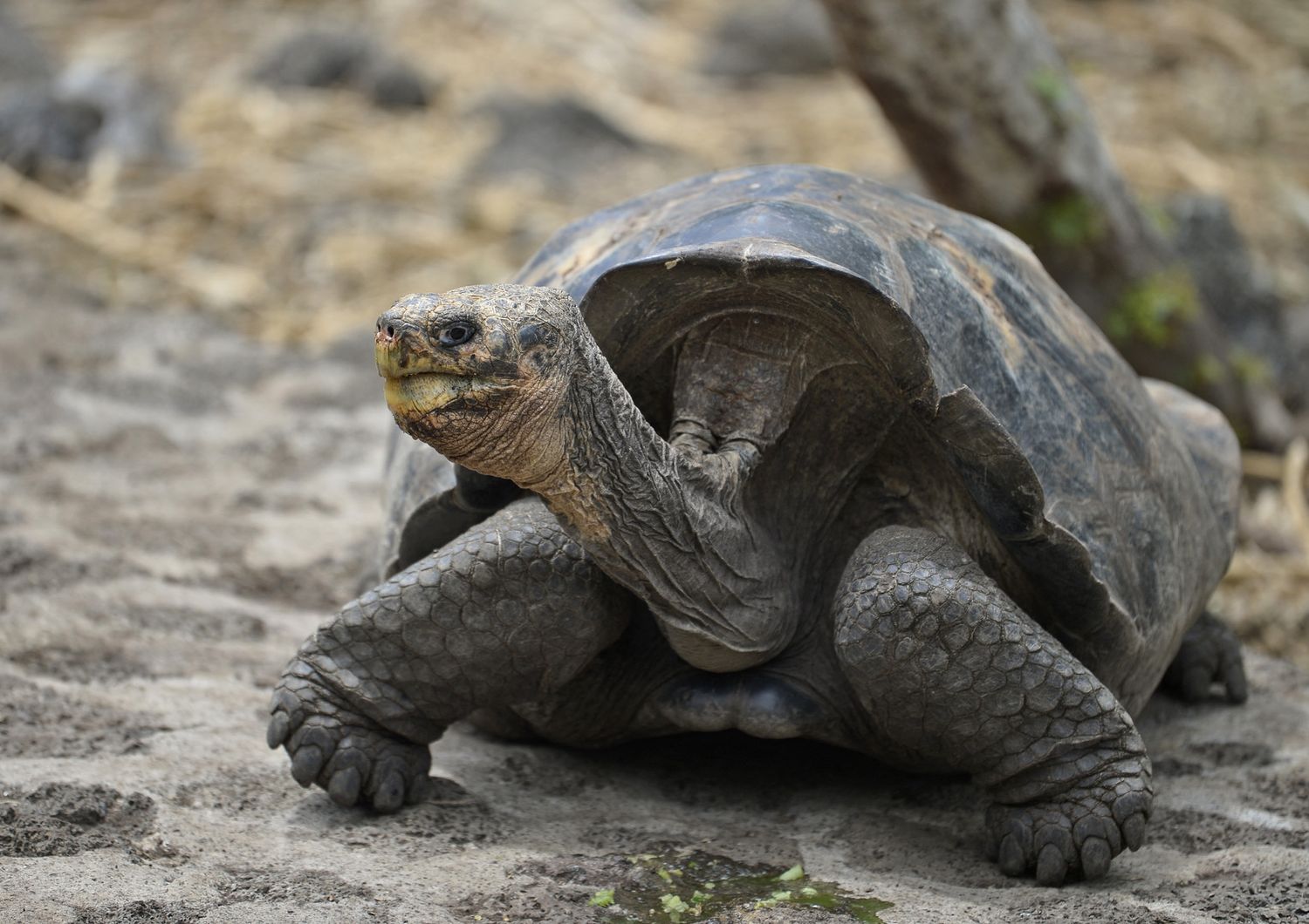 Isole Galapagos: una delle tartarughe giganti custodite nella riserva naturale dell'arcipelago