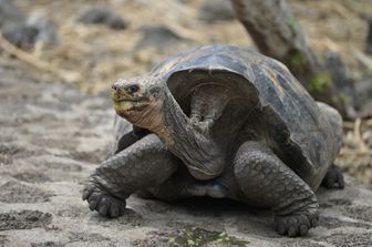 Isole Galapagos: una delle tartarughe giganti custodite nella riserva naturale dell'arcipelago