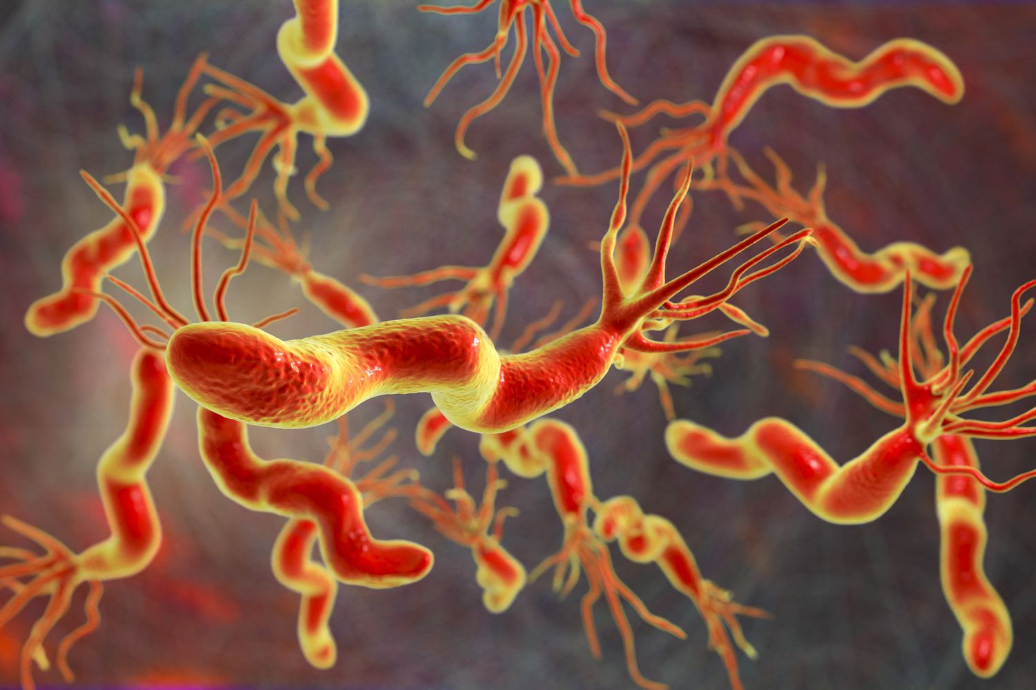 Batteri del tipo Helicobater pylori