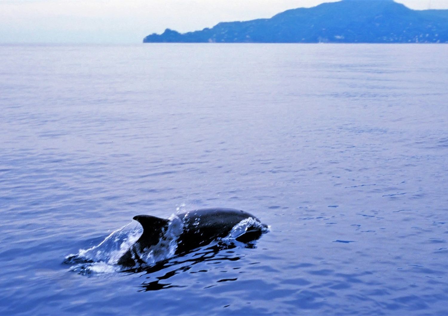 ambiente trentuno santuari marini per biodiversita
&nbsp;