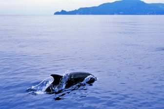 ambiente trentuno santuari marini per biodiversita
&nbsp;