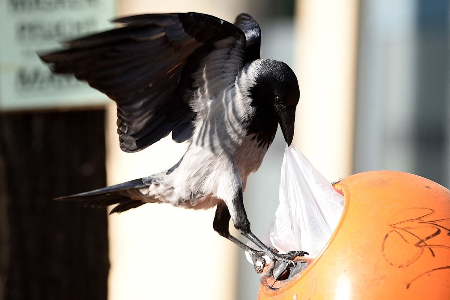 Una cornacchia grigia&nbsp;