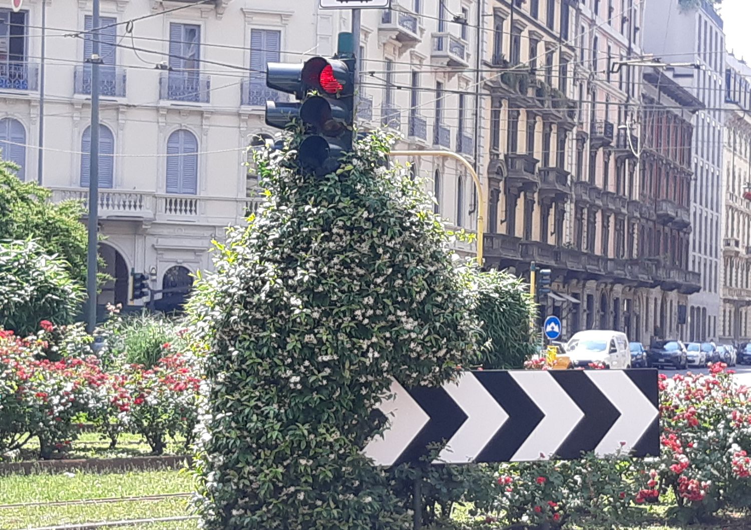 Il semaforo gelsomino di Milano