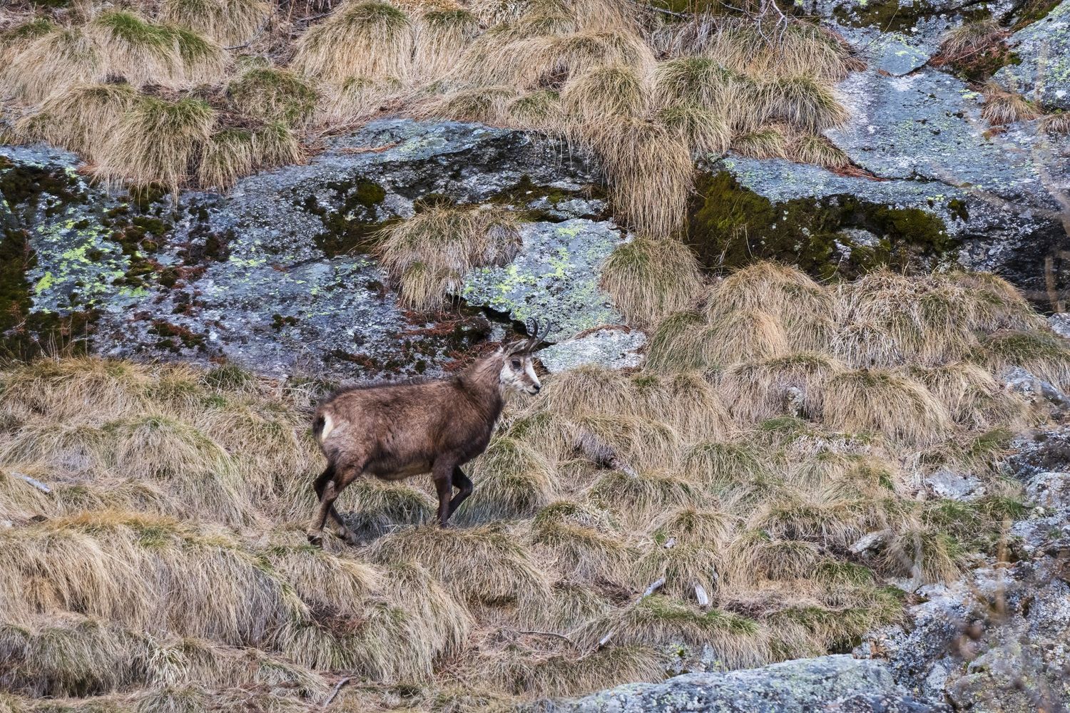 Camosci delle Alpi&nbsp;