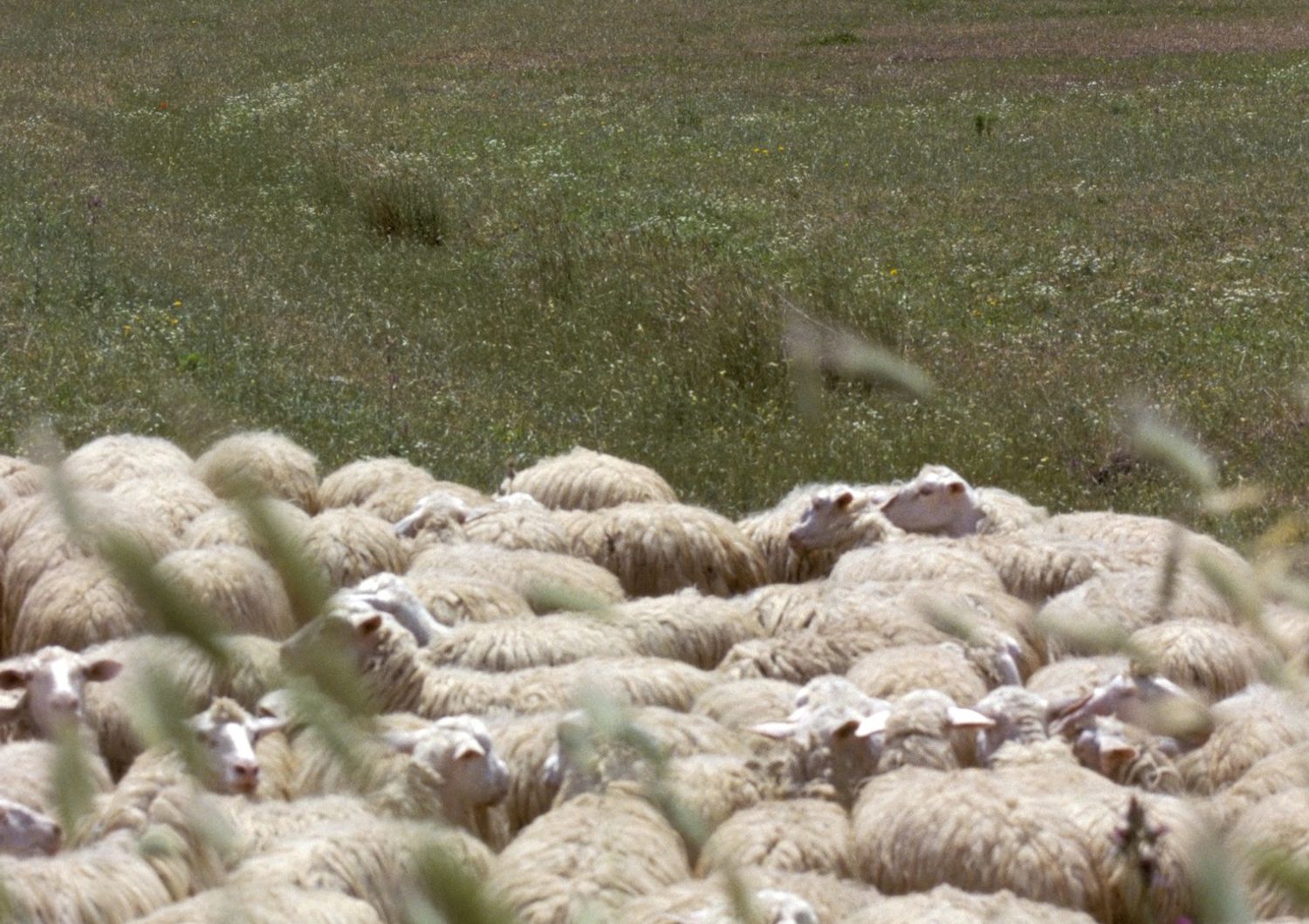 Un gregge di pecore in Sardegna