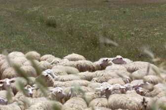 Un gregge di pecore in Sardegna