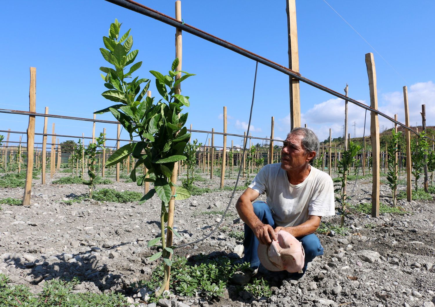 Campo agricolo di Santa Maria del Cedro in Calabria&nbsp;