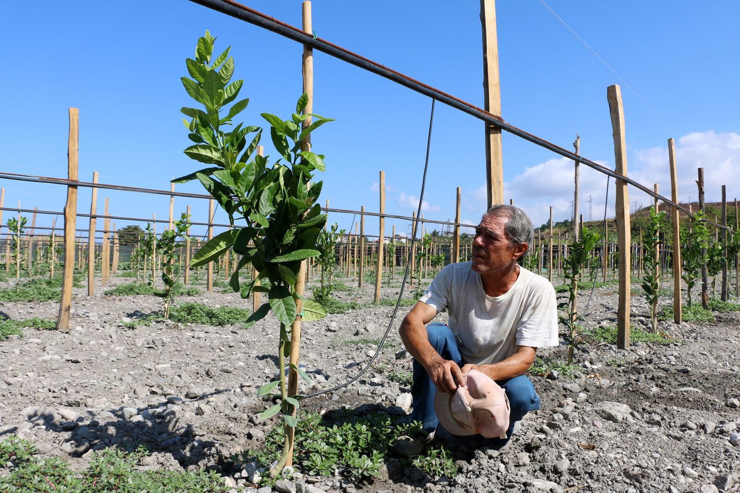 Campo agricolo di Santa Maria del Cedro in Calabria&nbsp;
