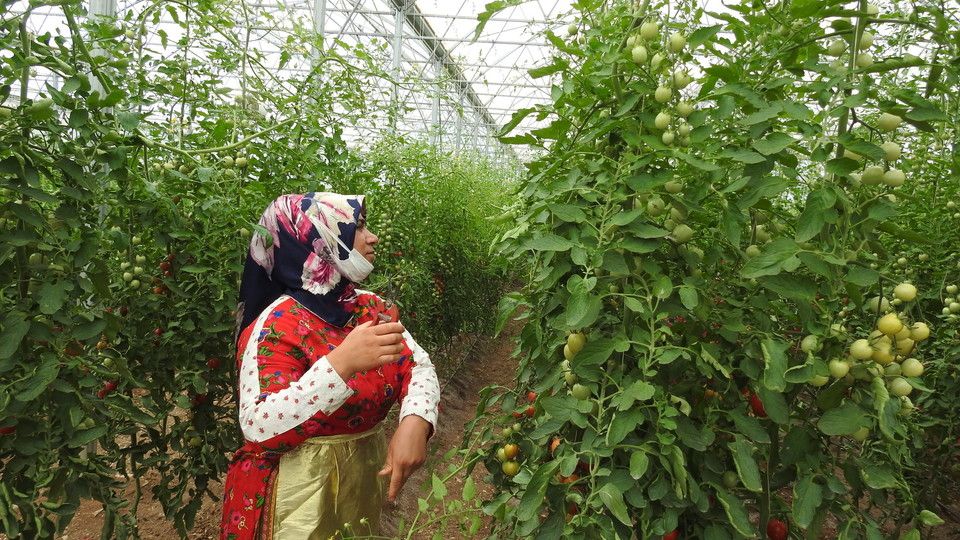 Turchia, scuola di agricoltura