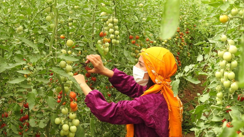 Turchia, scuola di agricoltura