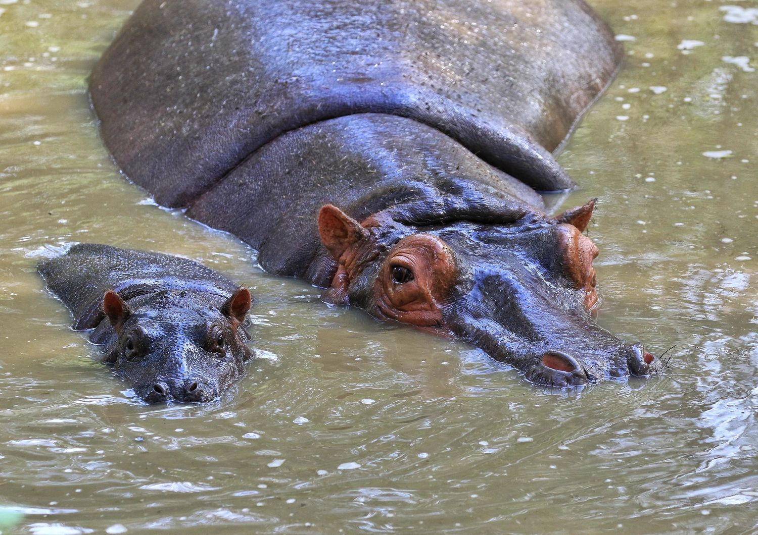 Un ippopotamo femmina con il suo piccolo