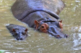 Un ippopotamo femmina con il suo piccolo