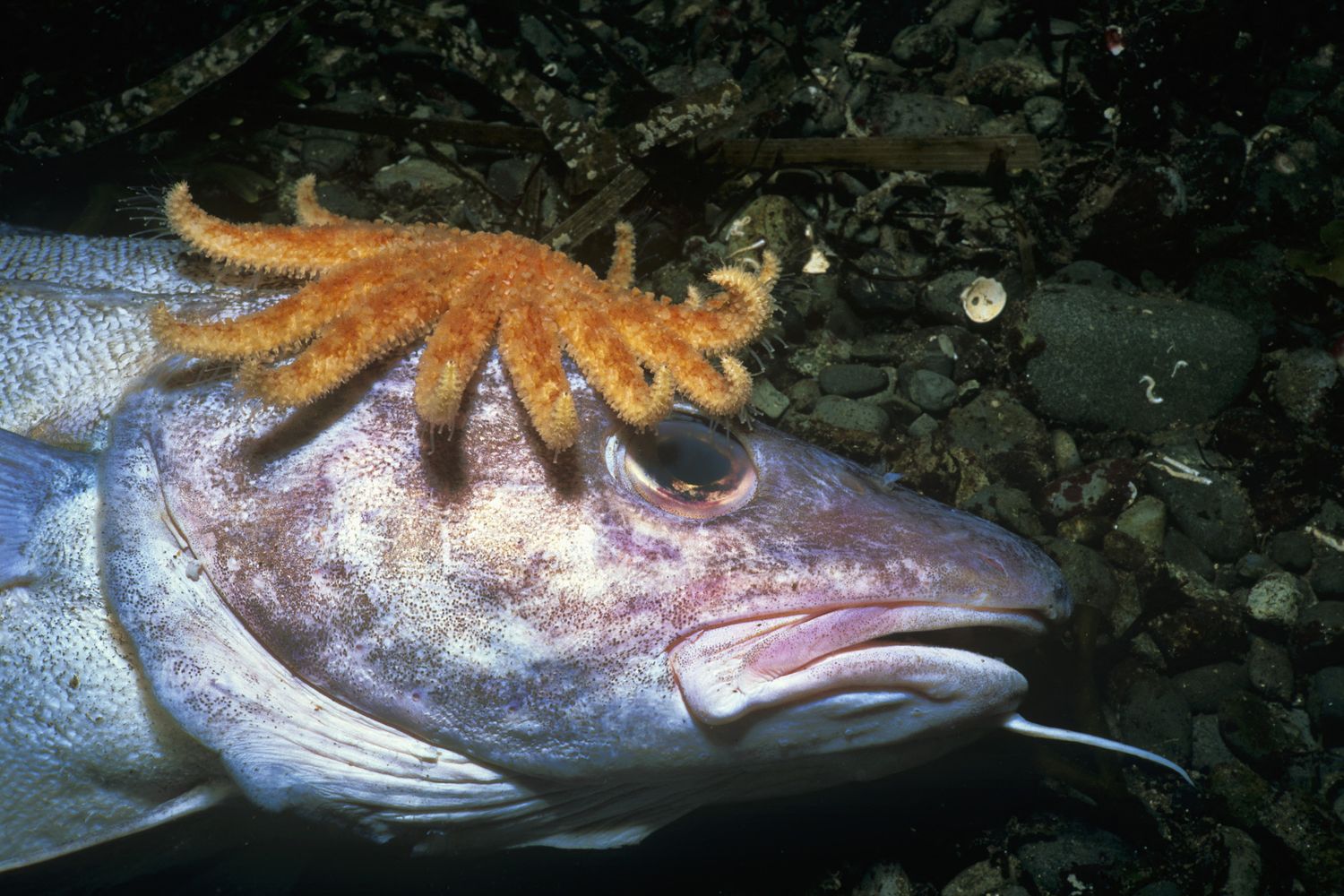 &nbsp;specie animali marine colpite dal caldo