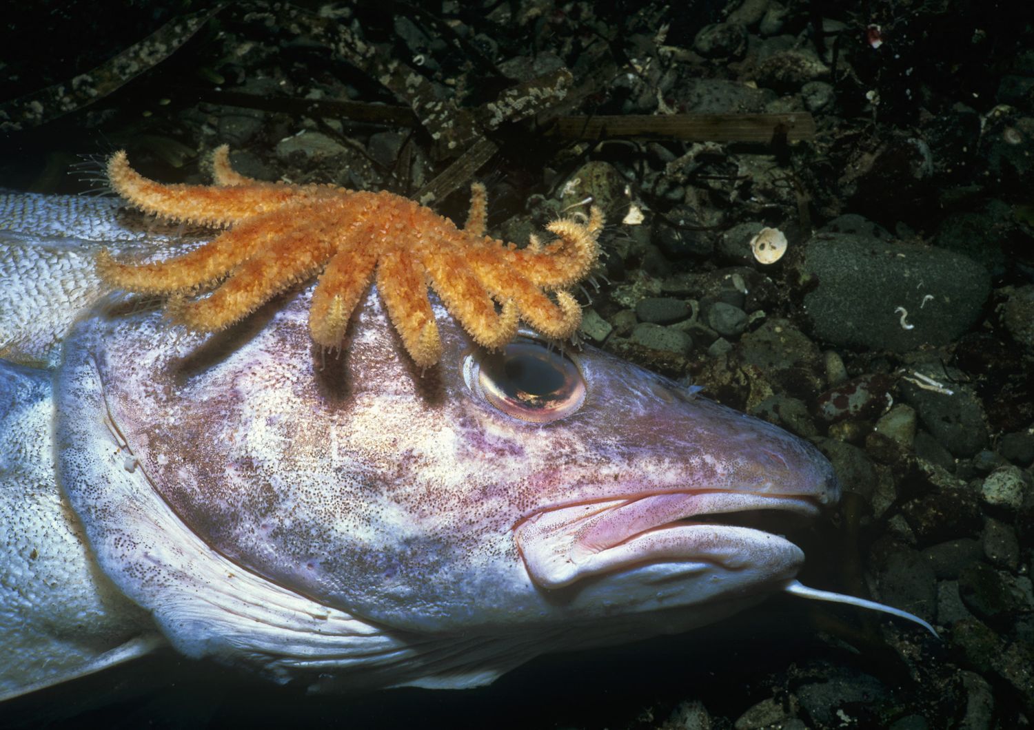 &nbsp;specie animali marine colpite dal caldo