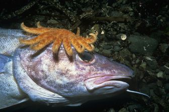 &nbsp;specie animali marine colpite dal caldo