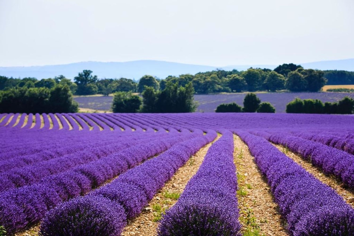 &nbsp;Valle della lavanda