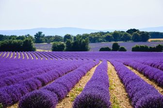 &nbsp;Valle della lavanda
