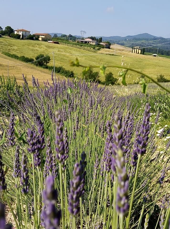 &nbsp;valle della lavanda