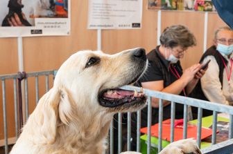 cervello cani evoluto interagire uomo