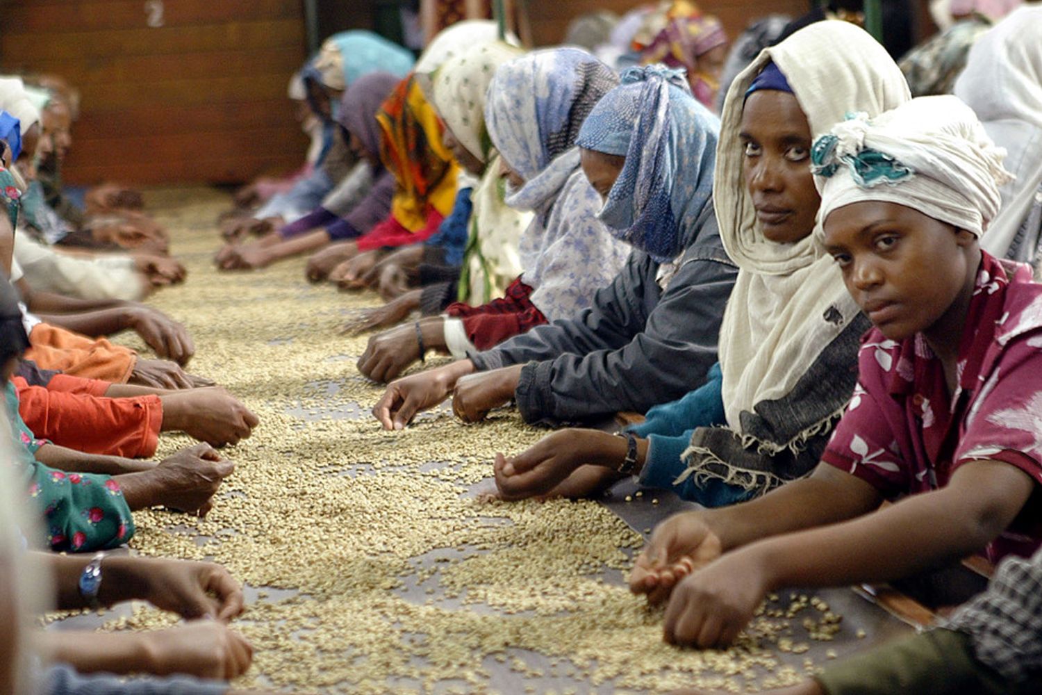 Etiopia, lavorazione del caff&egrave;
