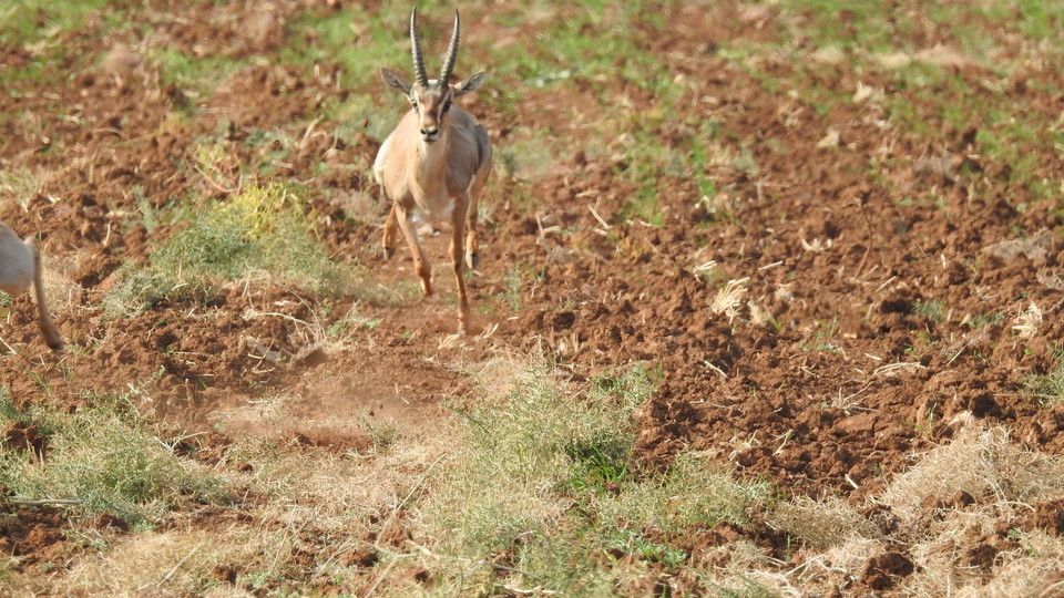 Una gazzella di montagna