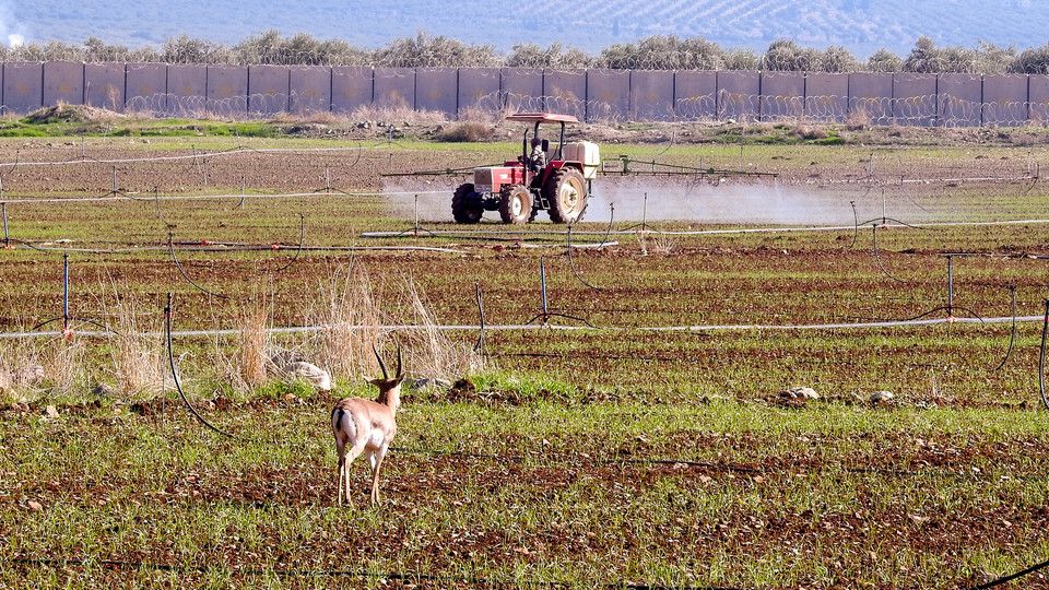 Una gazzella di montagna