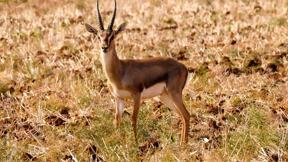 Una gazzella di montagna