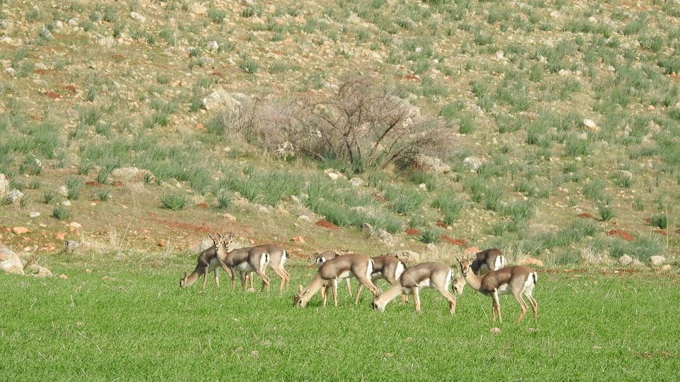 Gazzella di montagna