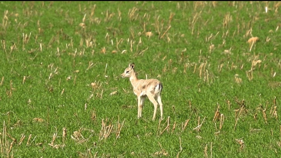 Una gazzella di montagna