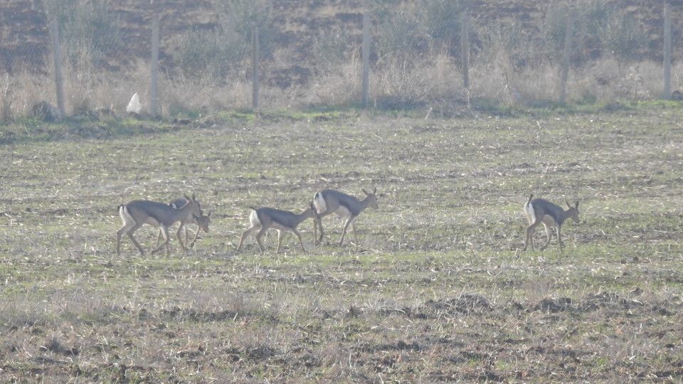 Gazzelle di montagna
