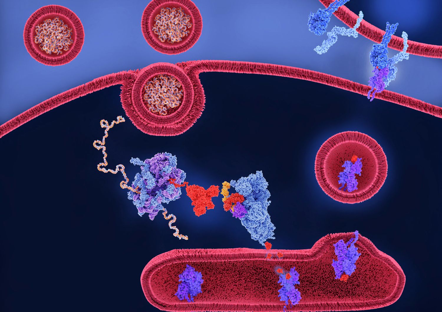 Illustrazione del meccanismo del vaccino a mRna&nbsp;