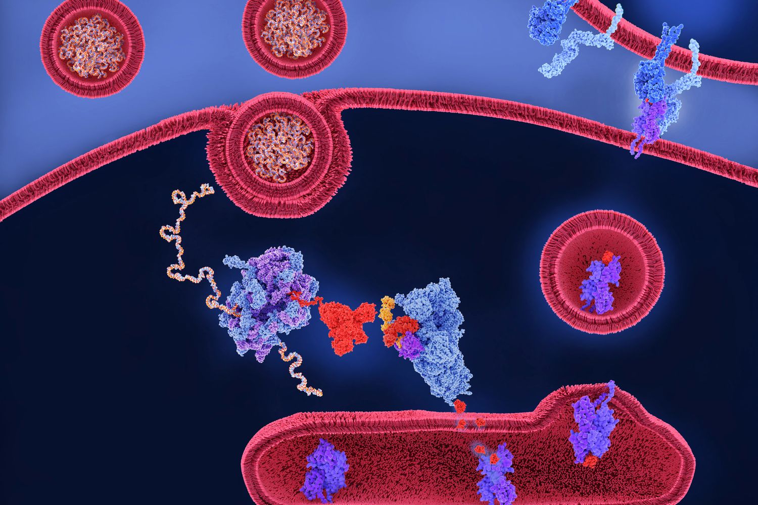 Illustrazione del meccanismo del vaccino a mRna&nbsp;