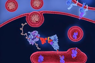 Illustrazione del meccanismo del vaccino a mRna&nbsp;