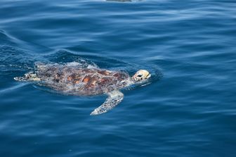 tartaruga marina