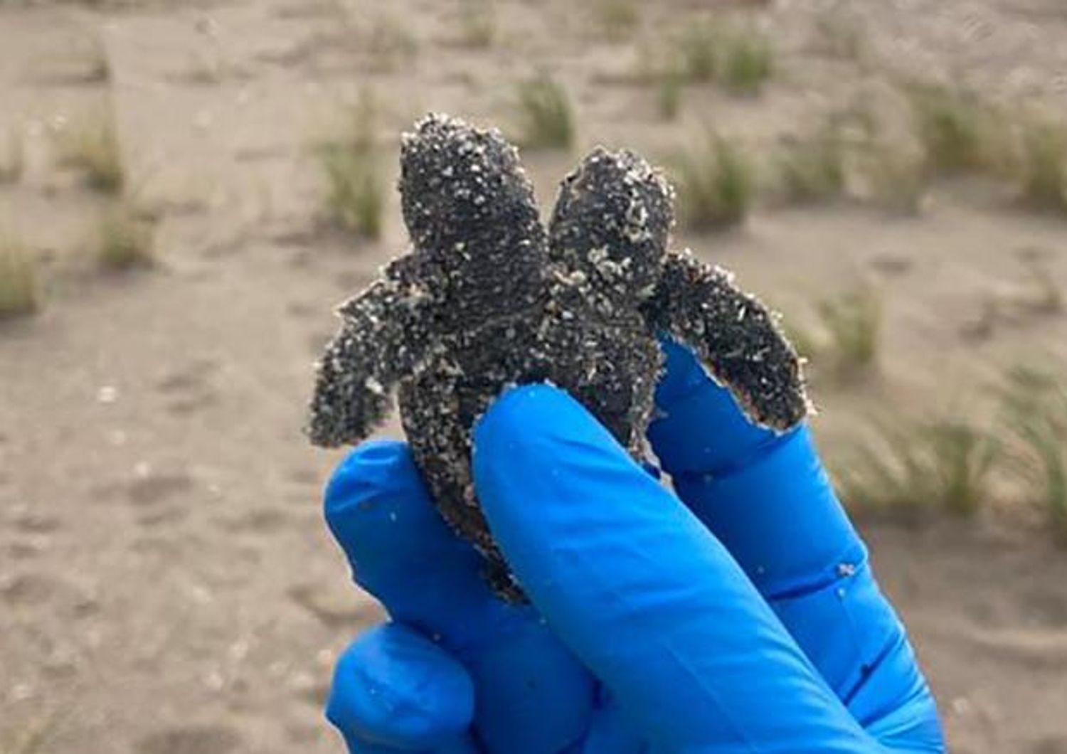 Un cucciolo di tartaruga marina a due teste trovata giorni fa dai volontari del Parco Edisto Beach State nel Sud della Carolina