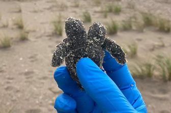 Un cucciolo di tartaruga marina a due teste trovata giorni fa dai volontari del Parco Edisto Beach State nel Sud della Carolina