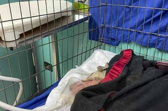 Il cane Angelo curato dopo essere stato salvato dal fuoco
