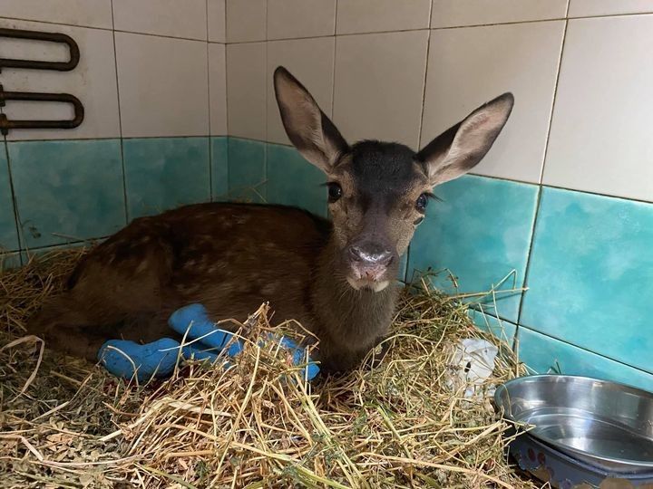 La cerbiatta 'Lussurzesa'