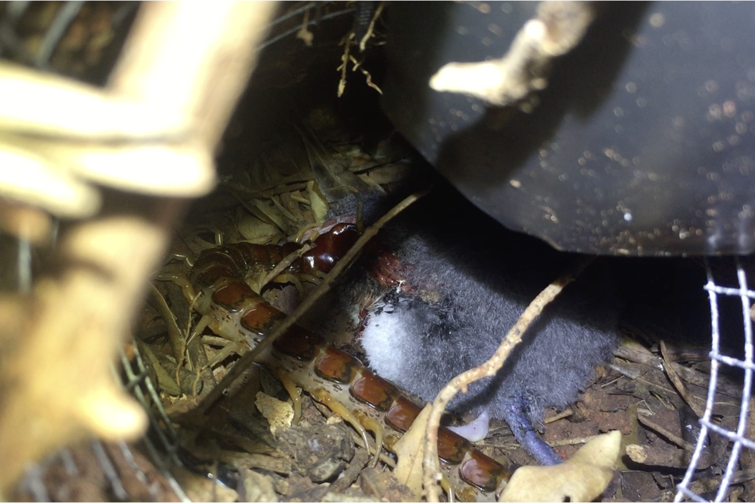 Cormocephalus coynei, centopiede gigante