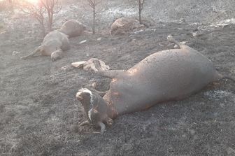 Animali morti nei roghi sulle Madonie e sui Nebrodi