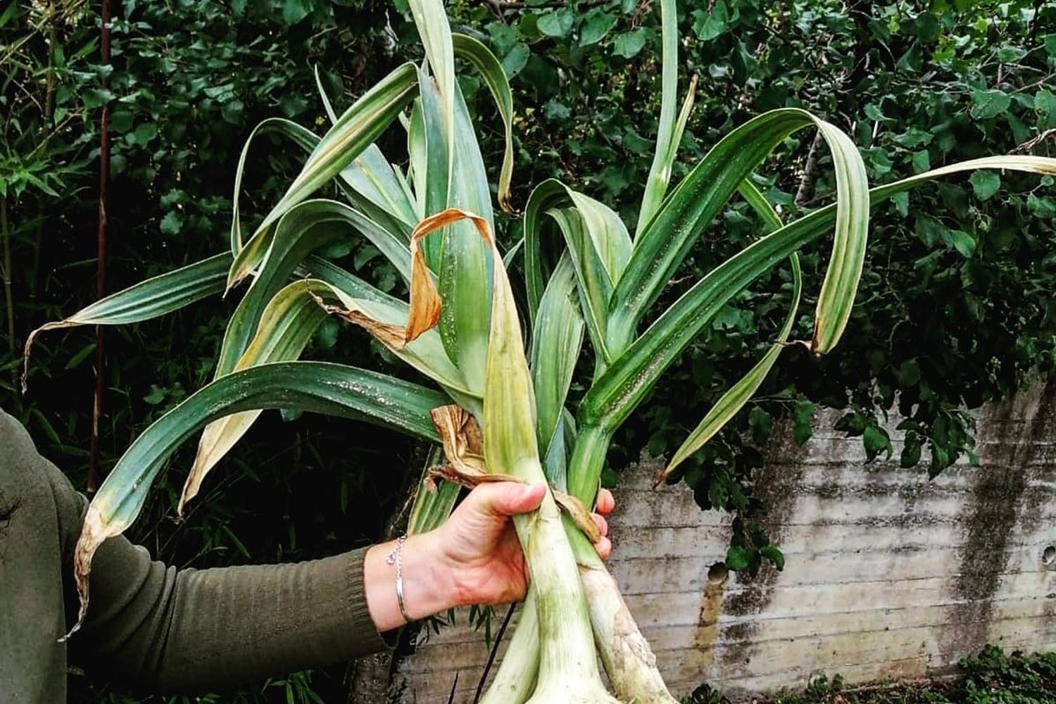 Azienda agricola I tre capi Valdichiana