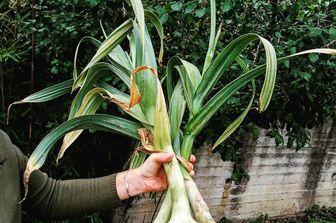 Azienda agricola I tre capi Valdichiana