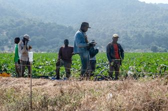 Lavoratori extracomunitari impiegati nell'agricoltura: caporalato&nbsp;