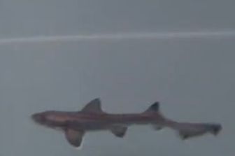 squalo palombo partenogenesi acquario cala gonone immagini
