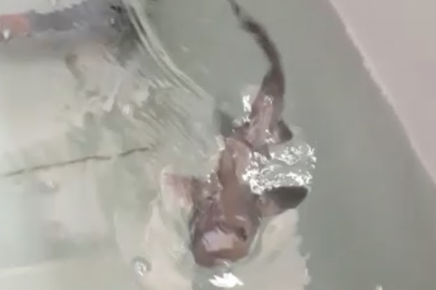 La prima immagine di Ispera, lo squalo palombo nato all'acquario di Cala Gonone