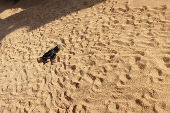 tartarughe nate tra siracusa e ragusa