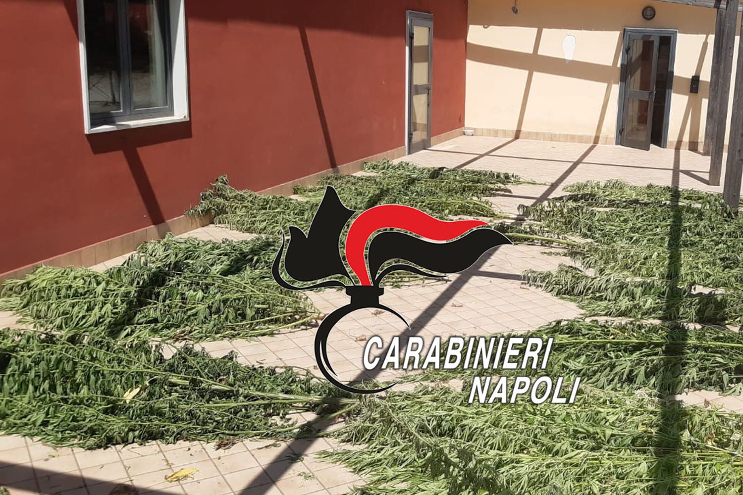 &nbsp;Marijuana in fase di essiccazione