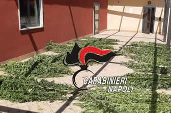 &nbsp;Marijuana in fase di essiccazione