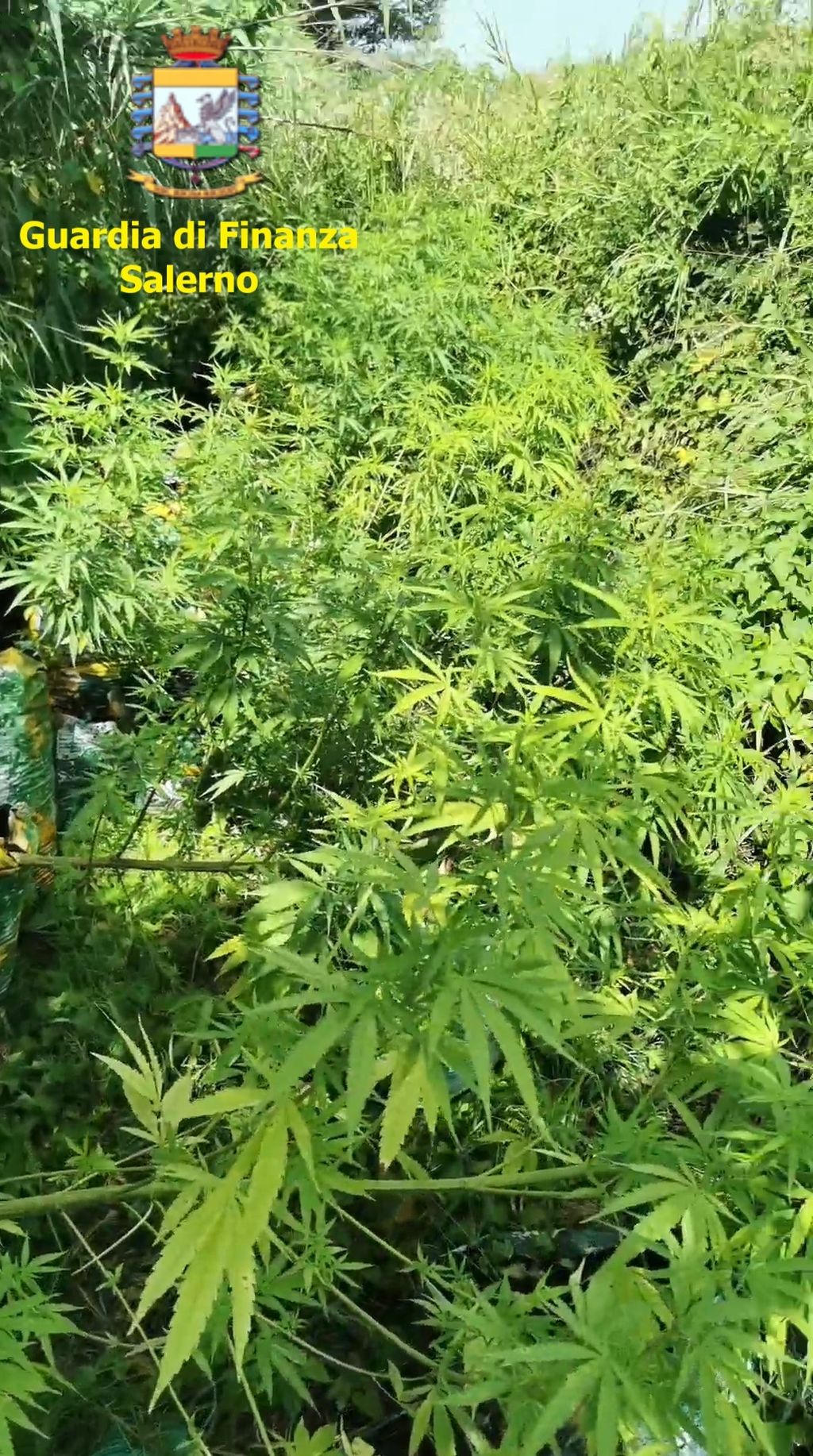 piante di mariujana tra il mais